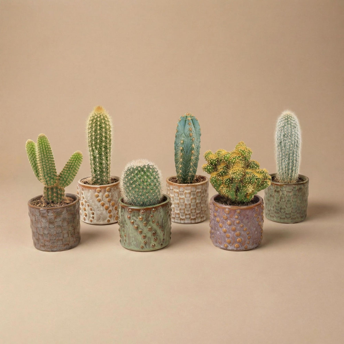 Cactus Set van 6 in Keramische Mini Potjes Madrid, groene bladeren