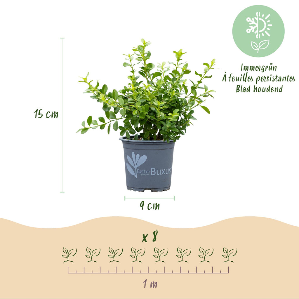 BetterBuxus Babylon Beauty, mot- en schimmelbestendig, detail van het blad en de plant
