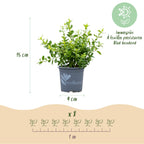 BetterBuxus Babylon Beauty, mot- en schimmelbestendig, detail van het blad en de plant