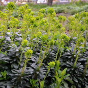 Euphorbia amygdal. robbiae
