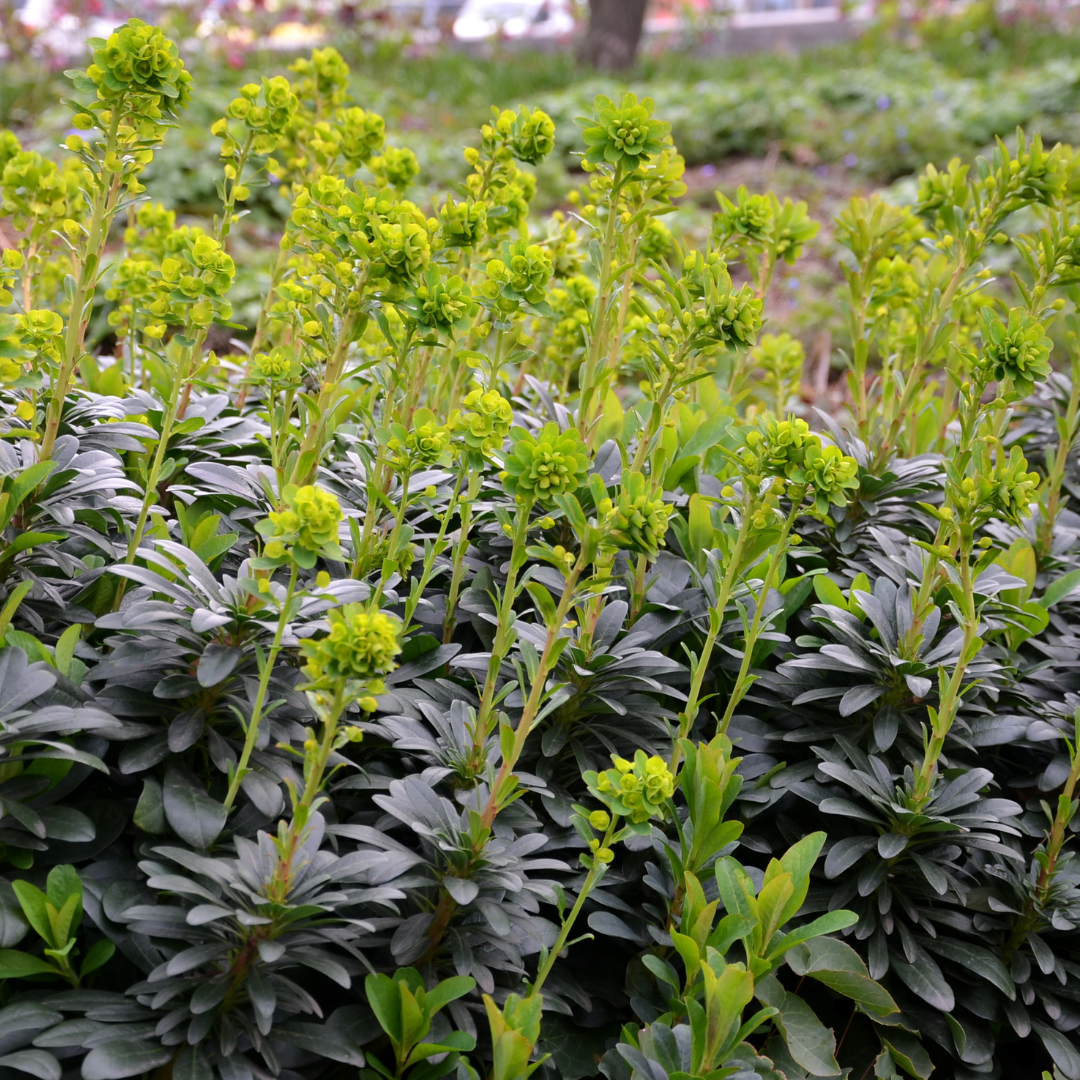 Euphorbia amygdal. robbiae, compacte plant