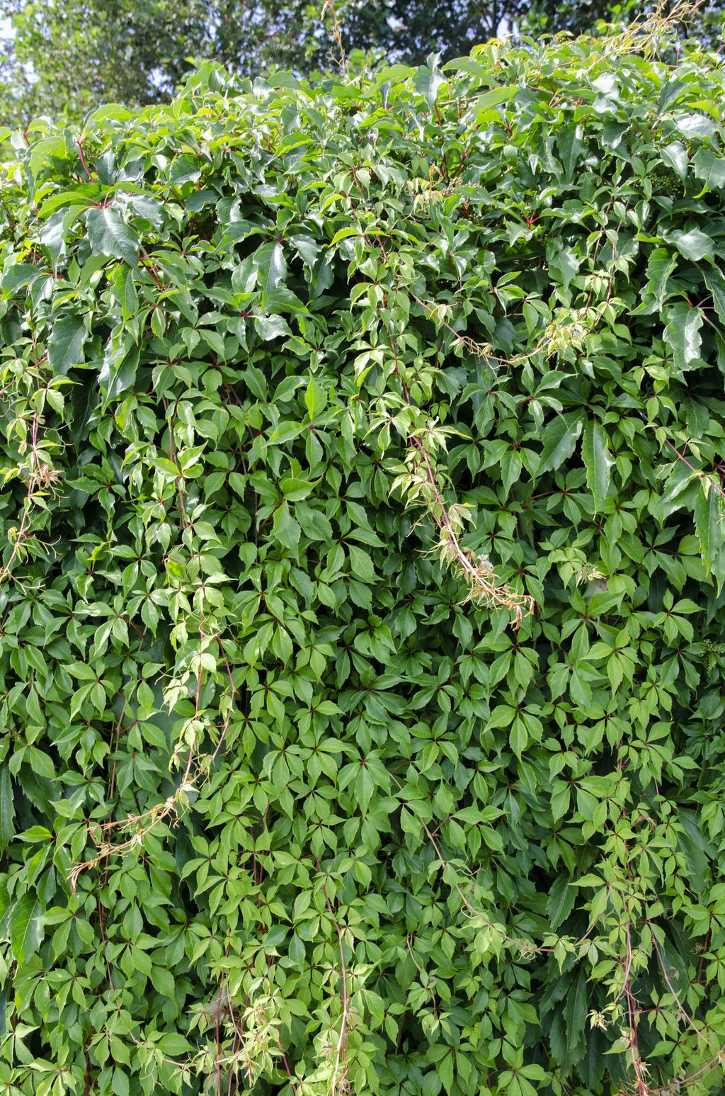 Productafbeelding van Pureplant