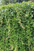 Productafbeelding van Pureplant