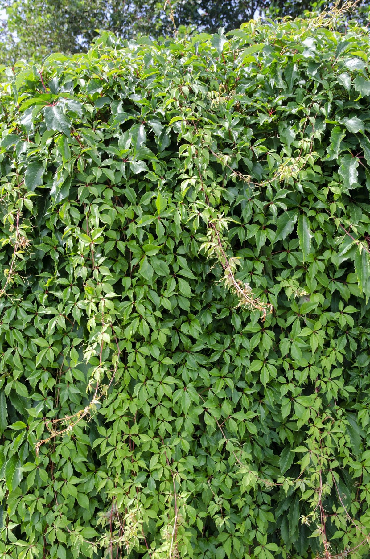 Productafbeelding van Pureplant