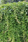 Parthenocissus q. var. 'Engelmannii'