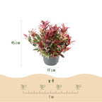 Leucothoe Colour Diamond, groeiwijze van de plant