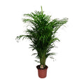 Detailfoto van Dypsis Lutescens