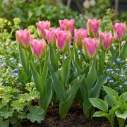 Tulp &
