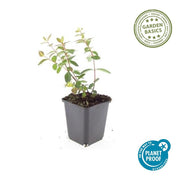 Hypericum dummeri &