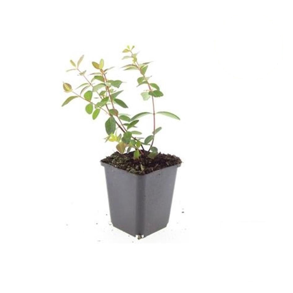 Hypericum dummeri 'Peter Dummer', groene bladeren