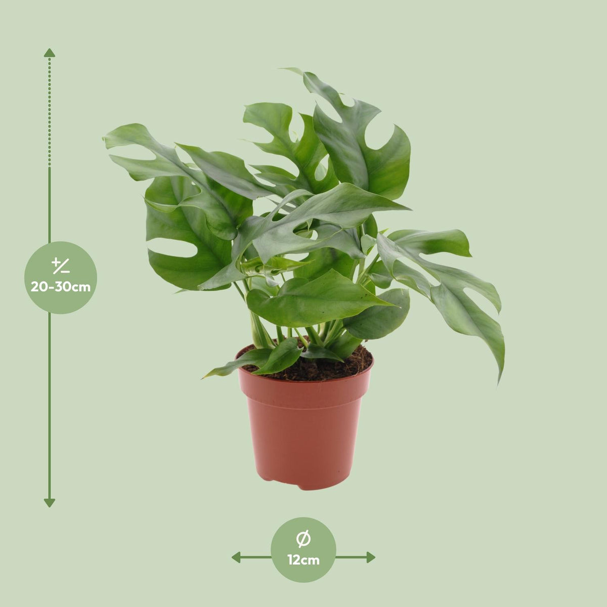 Detailfoto van Monstera Minima