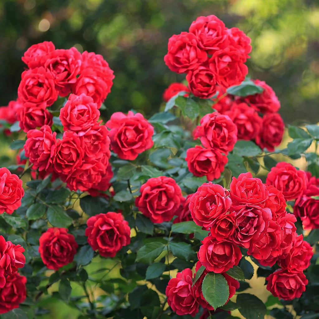 Rosa Rote The Fairy, groeiwijze van de plant