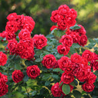 Rosa Rote The Fairy, groeiwijze van de plant
