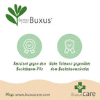 BetterBuxus Babylon Beauty, tegen buxusschimmel, plant in pot