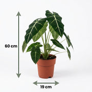 Olifantsoor (Alocasia Frydek)