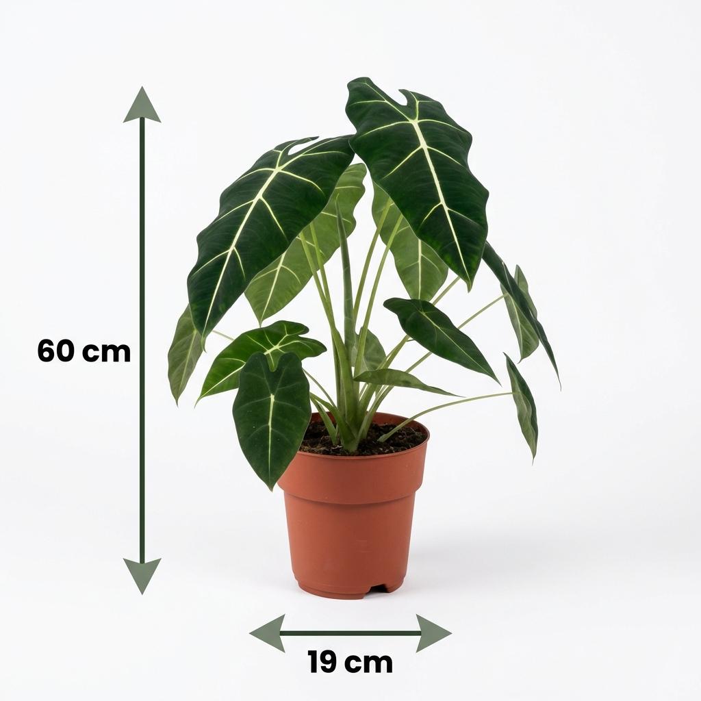 Olifantsoor (Alocasia Frydek), groeiwijze van de plant