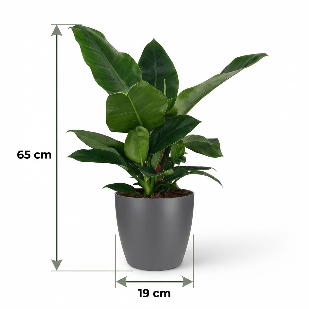 Philodendron Imperial Green met grijze pot, groeiwijze van de plant