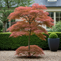 Japanse esdoorn Acer palmatum Jerre Swarts, plant in pot