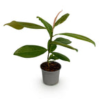 Magnolia grandiflora, detail van het blad
