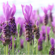 Lavandula stoechas Anouk® op stam in Lavendelprint sierpot