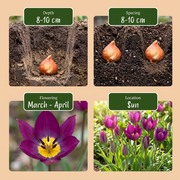 Tulp &