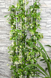 Trachelospermum &