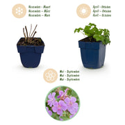 Geranium cant. Cambridge - Ooievaarsbek - Bodembedekkend - Licht Roze