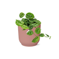 Productfoto van Scindapsus Pictus ‘Argyraeus’ in ELHO Vibes Fold 14cm roze