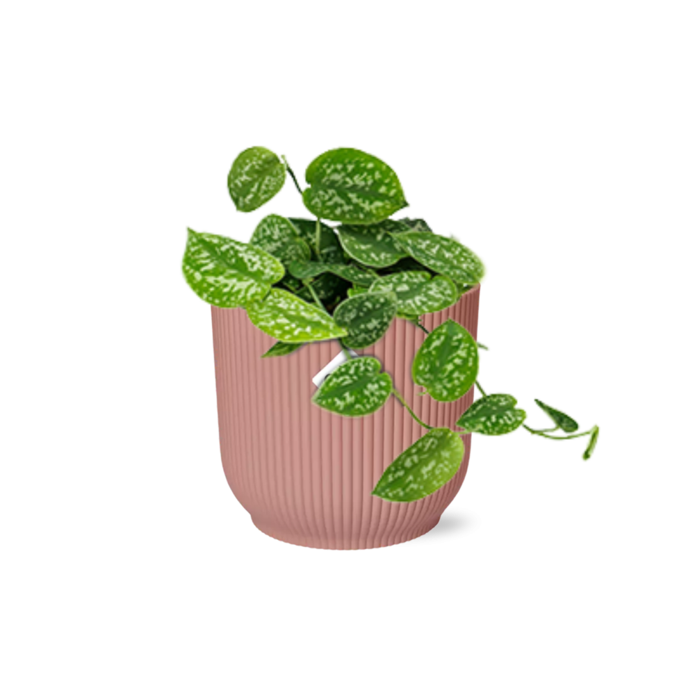 Productfoto van Scindapsus Pictus ‘Argyraeus’ in ELHO Vibes Fold 14cm roze