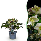 Lenten Rose, detail van het blad