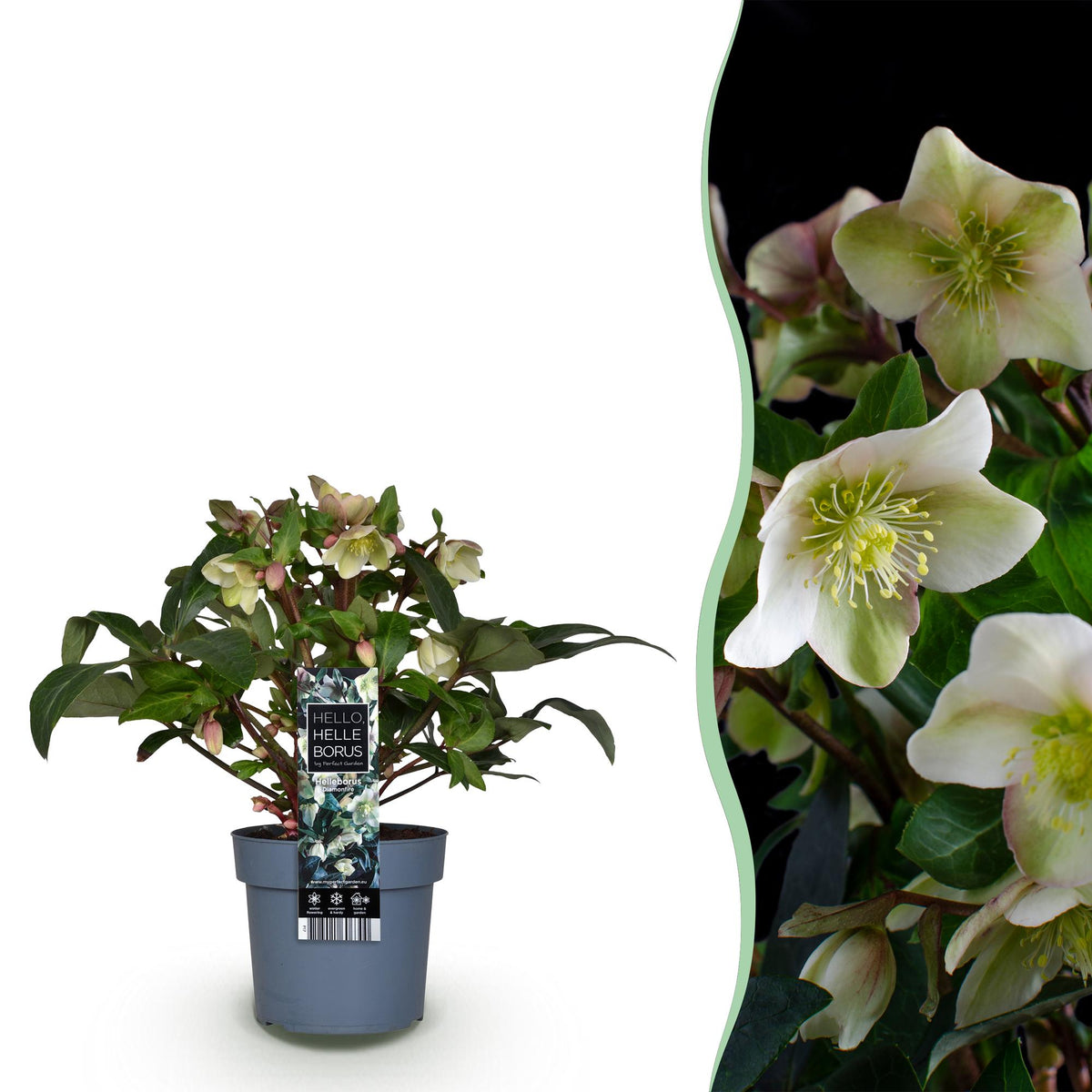 Lenten Rose, detail van het blad