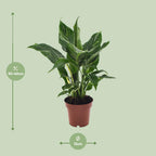 Spathiphyllum Diamond, detail van het blad