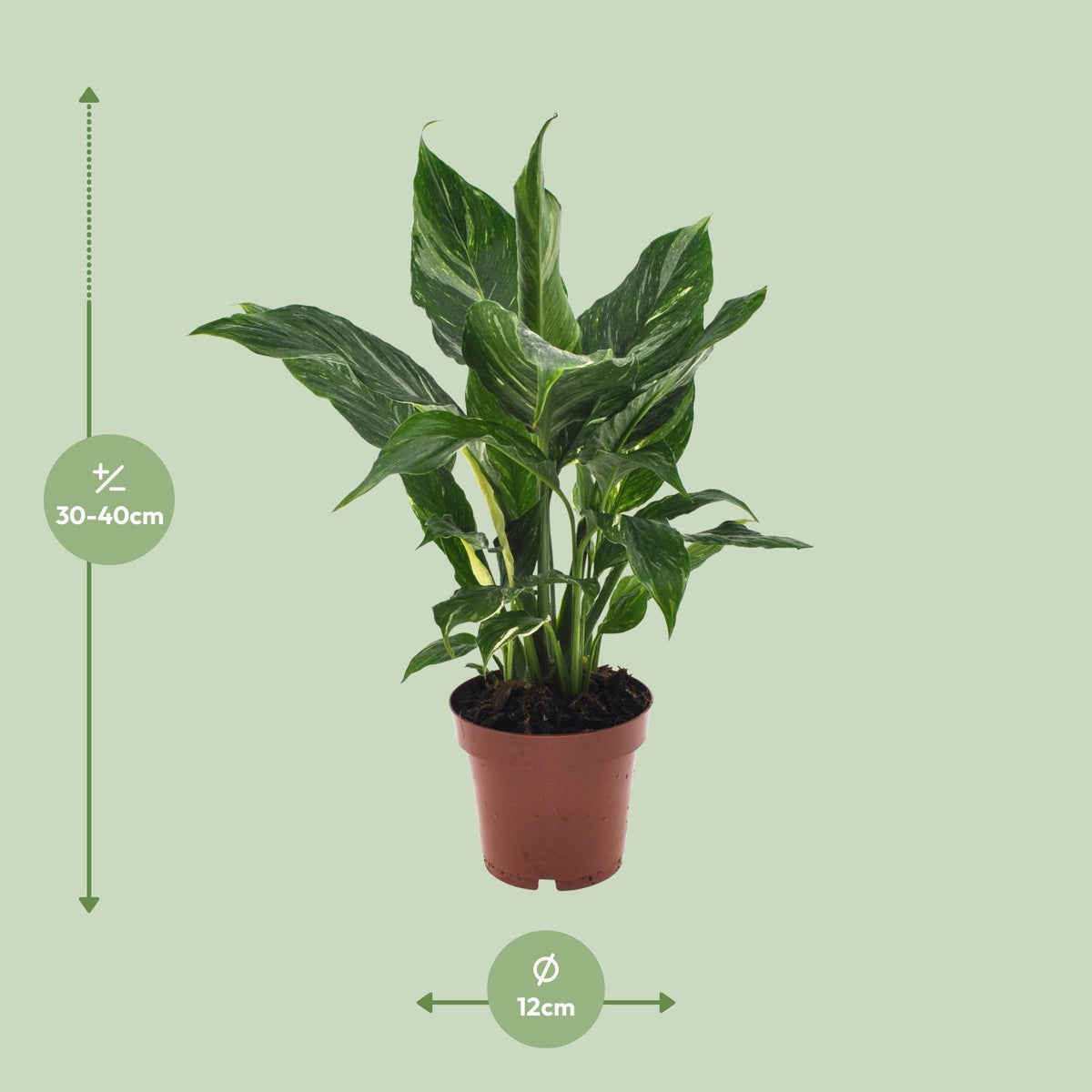 Spathiphyllum Diamond, detail van het blad