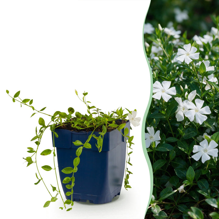 Vasteplant - Vinca minor Alba - Maagdenpalm - Bodembedekkend - Wit - 6 Planten - Pot 11cm - Hoogte 15-25cm