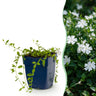Vasteplant - Vinca minor Alba - Maagdenpalm - Bodembedekkend - Wit - 6 Planten - Pot 11cm - Hoogte 15-25cm