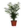 Chamaedorea Elegans, 55 cm hoog