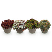 Sempervivum Big Sam, 17 cm hoog
