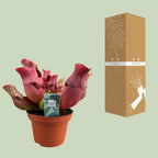 Detailfoto van Sarracenia Maroon