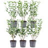 1 meter Haagliguster - Ligustrum Ovalifolium Set van 6 haagplanten - Semi-groenblijvende haag
