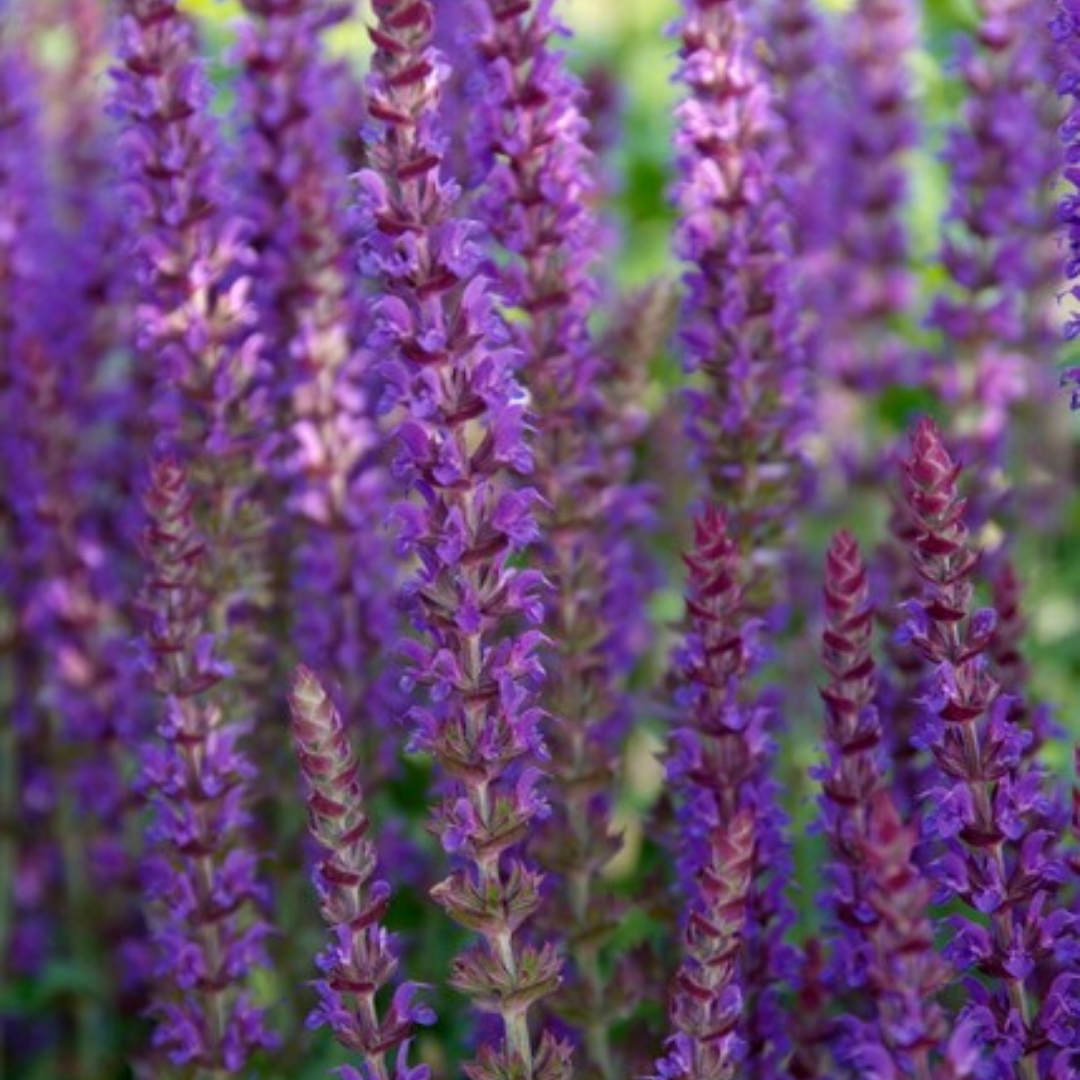 Salvia – 6 Pluggen | Kweek & Geniet van Prachtige Salvia, groeiwijze van de plant