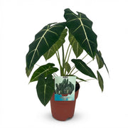 Olifantsoor (Alocasia Frydek)