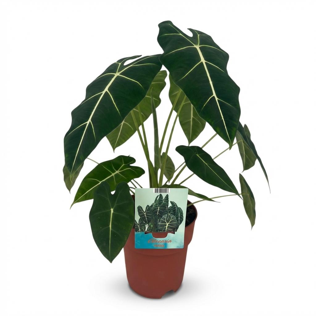 Olifantsoor (Alocasia Frydek), plant in pot