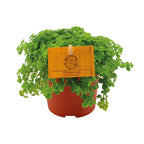 Detailfoto van Pilea Depressa