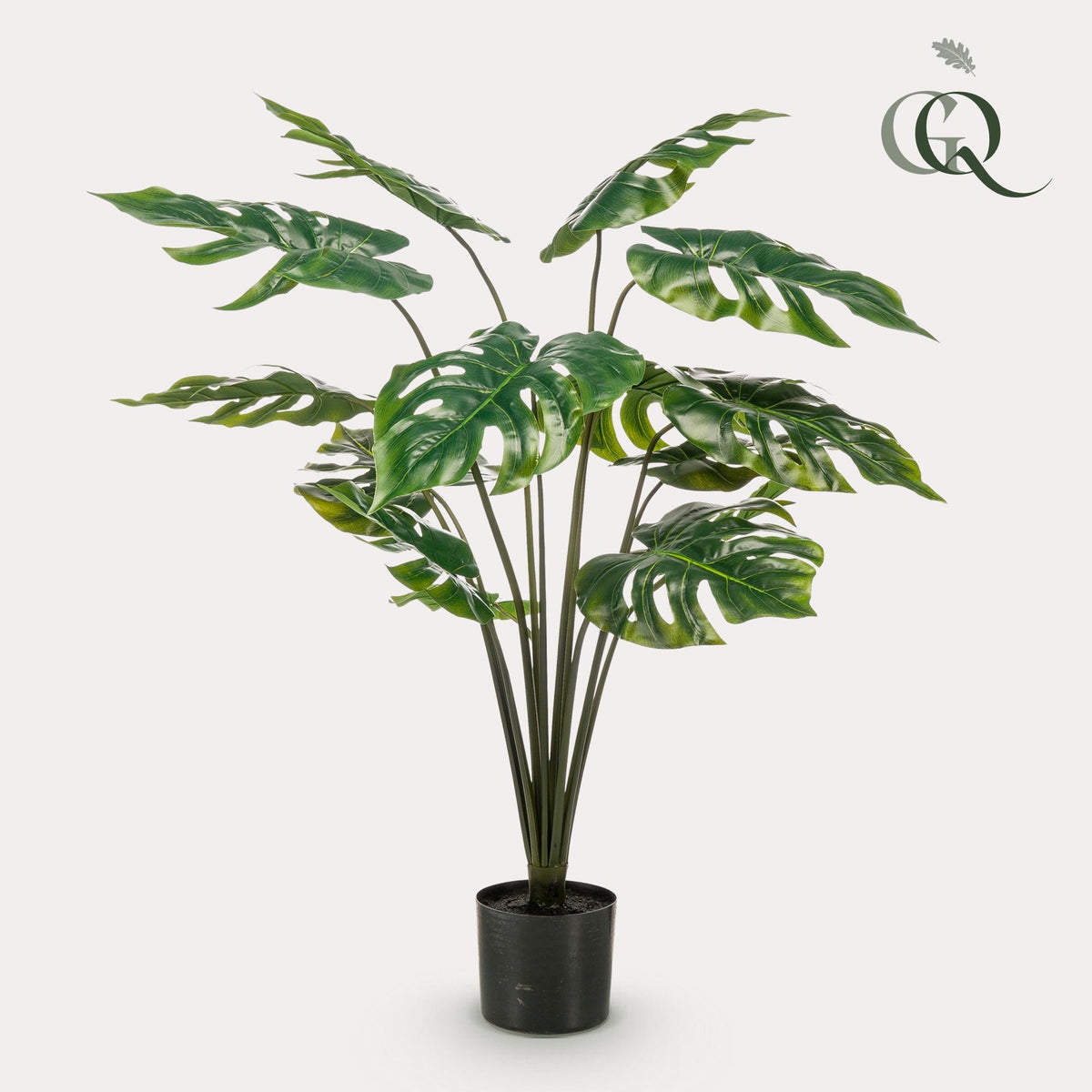 Monstera Deliciosa, detail van het blad