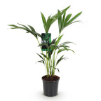 Howea Forsteriana, 70-75 cm hoog, compacte plant