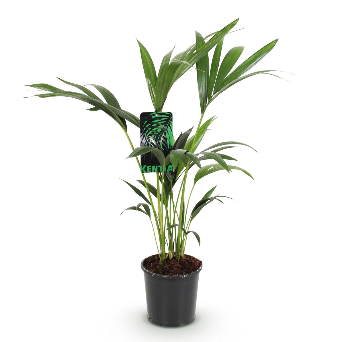 Howea Forsteriana, 70-75 cm hoog, compacte plant