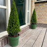 Ilex piramide | Ø