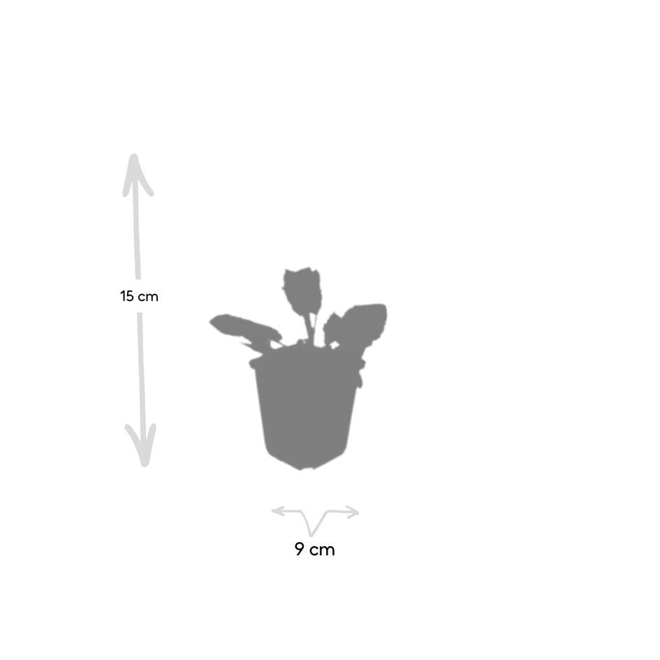 Salvia nem. 'Mainacht', groeiwijze van de plant