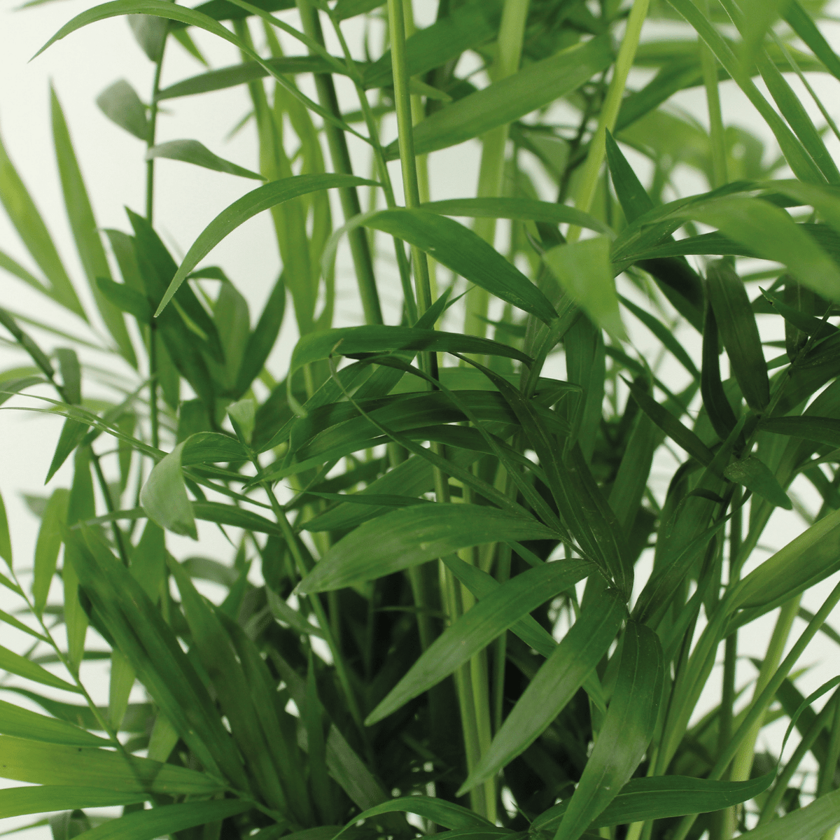 Detailfoto van Chamaedorea Elegans (Mexicaanse Bergpalm) - 2 stuks