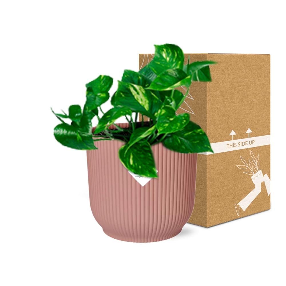 Detailfoto van Epipremnum Pinnatum ‘Aureum’ in ELHO Vibes Fold 14cm roze